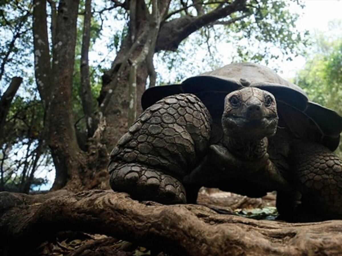 Hallan tortuga gigante considerada desaparecida hace un siglo