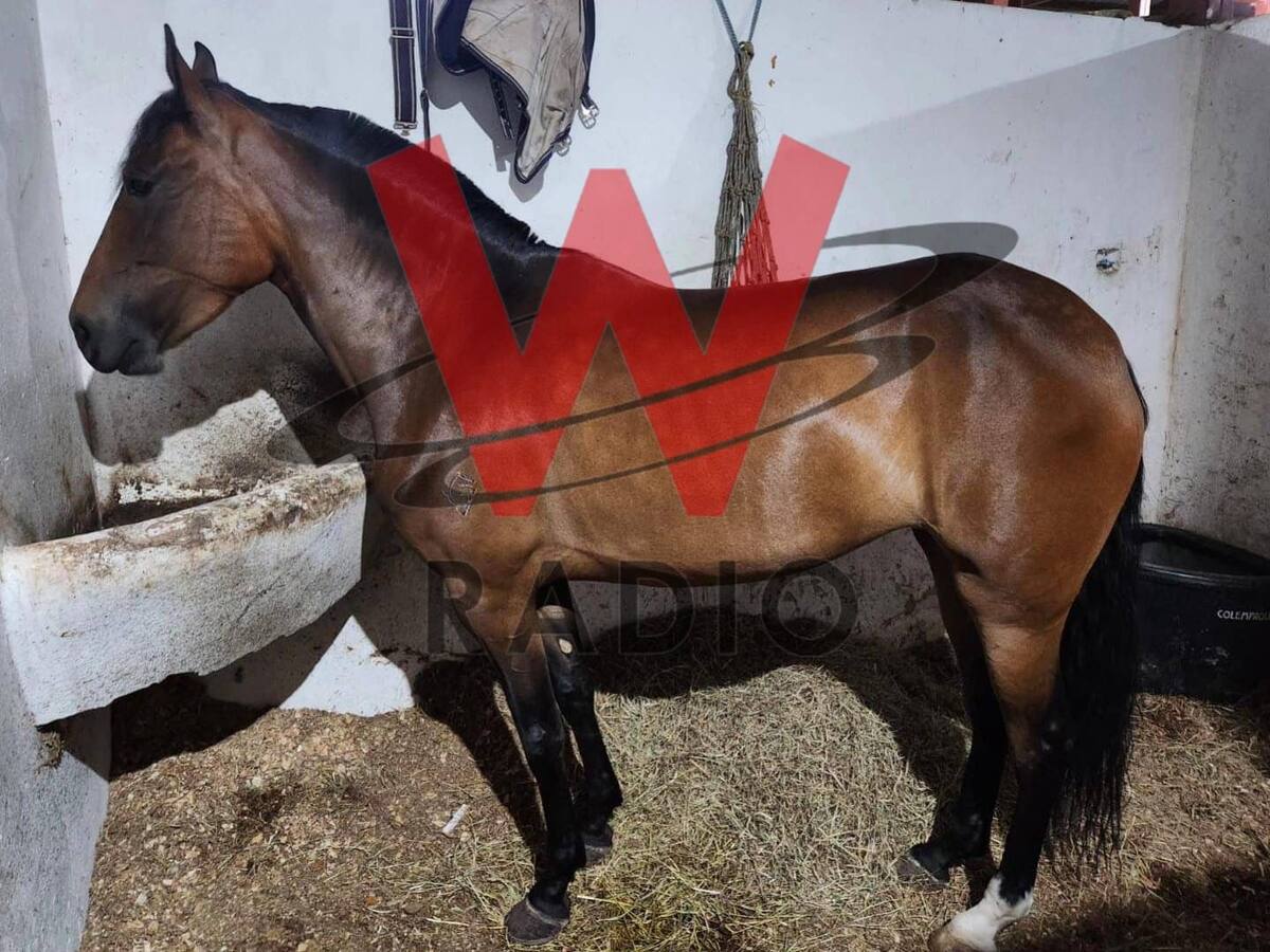 Segundo comandante del Ejército habría usado Escuela de Caballería para guardar su caballo