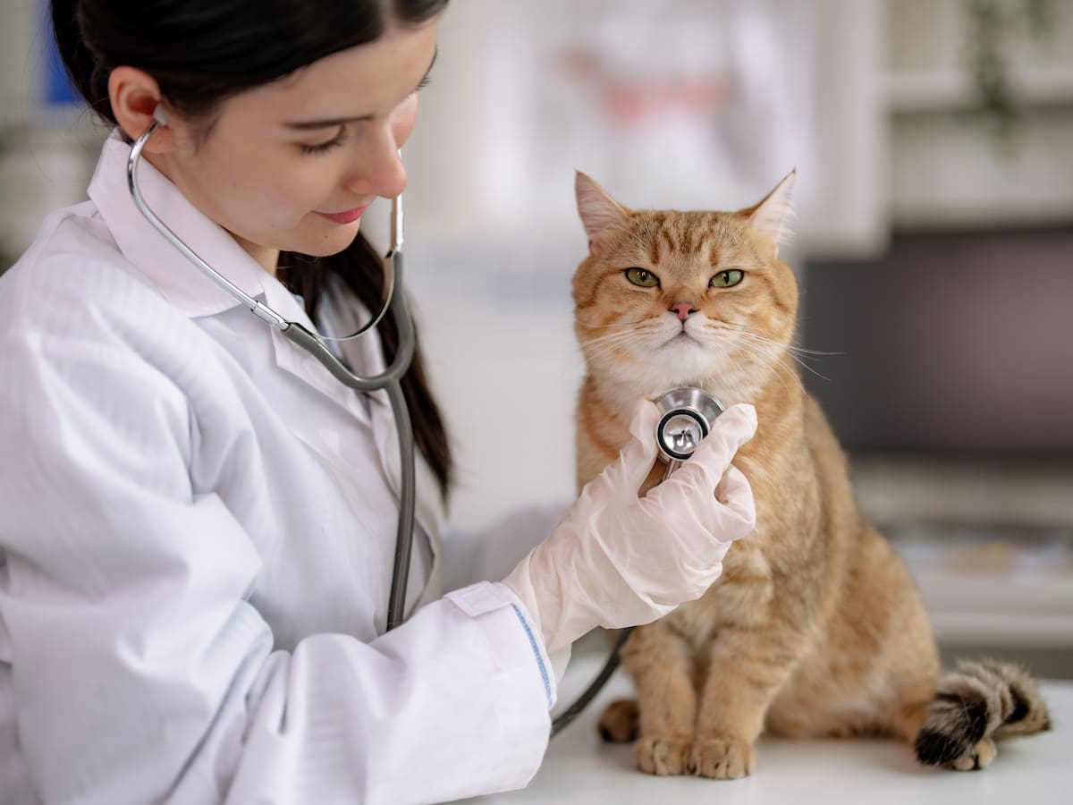 Clínicas veterinarias y guarderías que hay en la localidad de Madrid, Cundinamarca