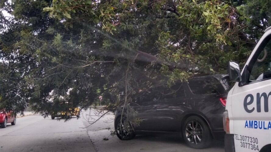 Accidente de tránsito en la Autopista Norte de Bogotá por caída de un árbol. Foto: Twitter: @conlacamisetapu