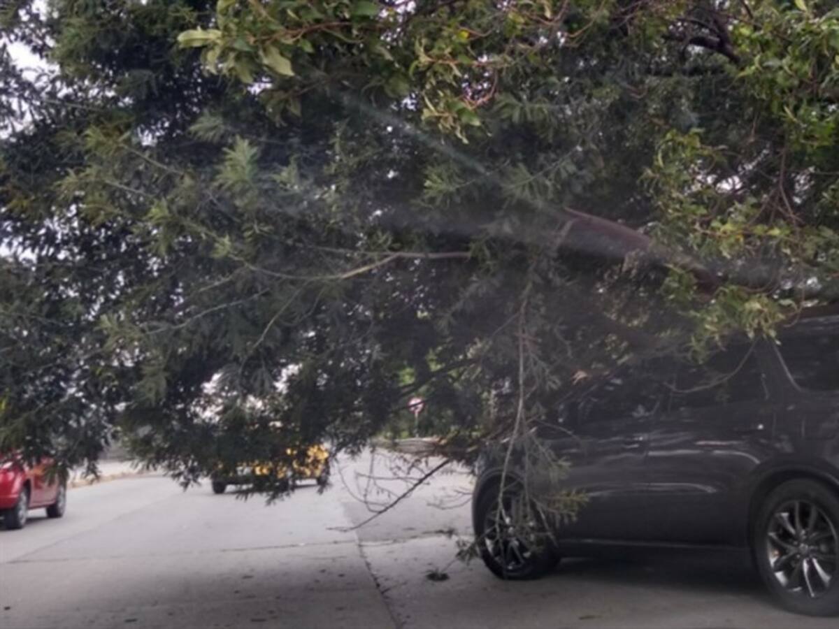Accidente en la Autopista Norte de Bogotá por caída de un árbol sobre un carro