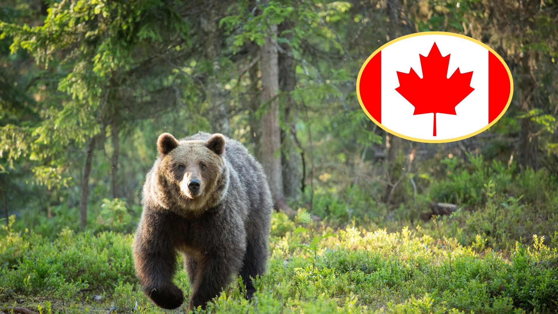 Oso Grizzly, Canadá. Fotos: Getty Images.