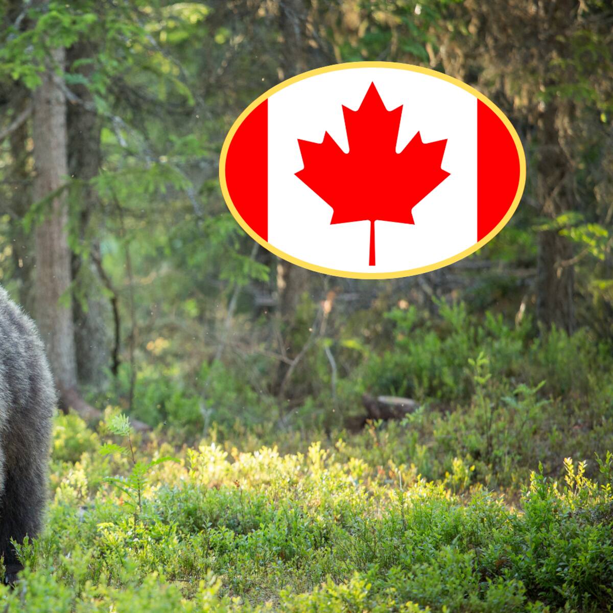 Oso atacó a grupo escolar y dejó 11 heridos en Canadá