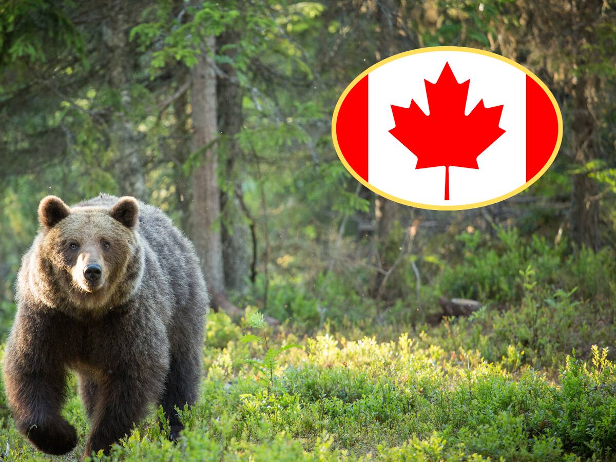 Oso atacó a grupo escolar y dejó 11 heridos en Canadá