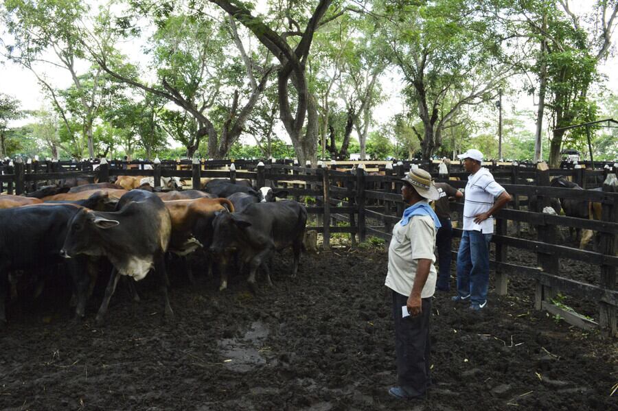 Imagen de referencia de ganaderos. Foto: Colprensa.