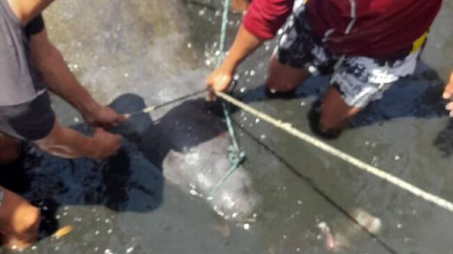 El animal había sido reportado como desaparecido hace 4 días una vez ingresó a aguas de la Ciénaga Grande de Santa Marta. Foto: Corpamag