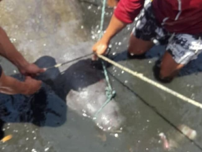 El animal había sido reportado como desaparecido hace 4 días una vez ingresó a aguas de la Ciénaga Grande de Santa Marta. Foto: Corpamag