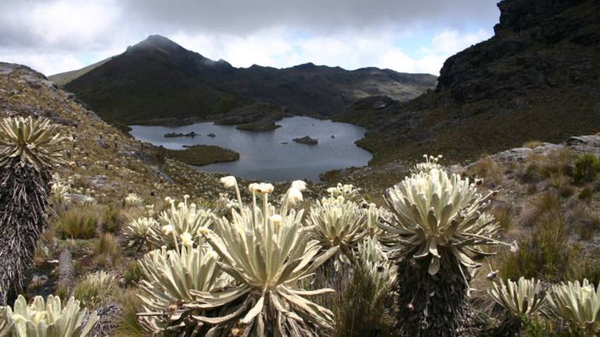 Colombia ganó demanda por prohibición de minería en el Páramo de Santurbán