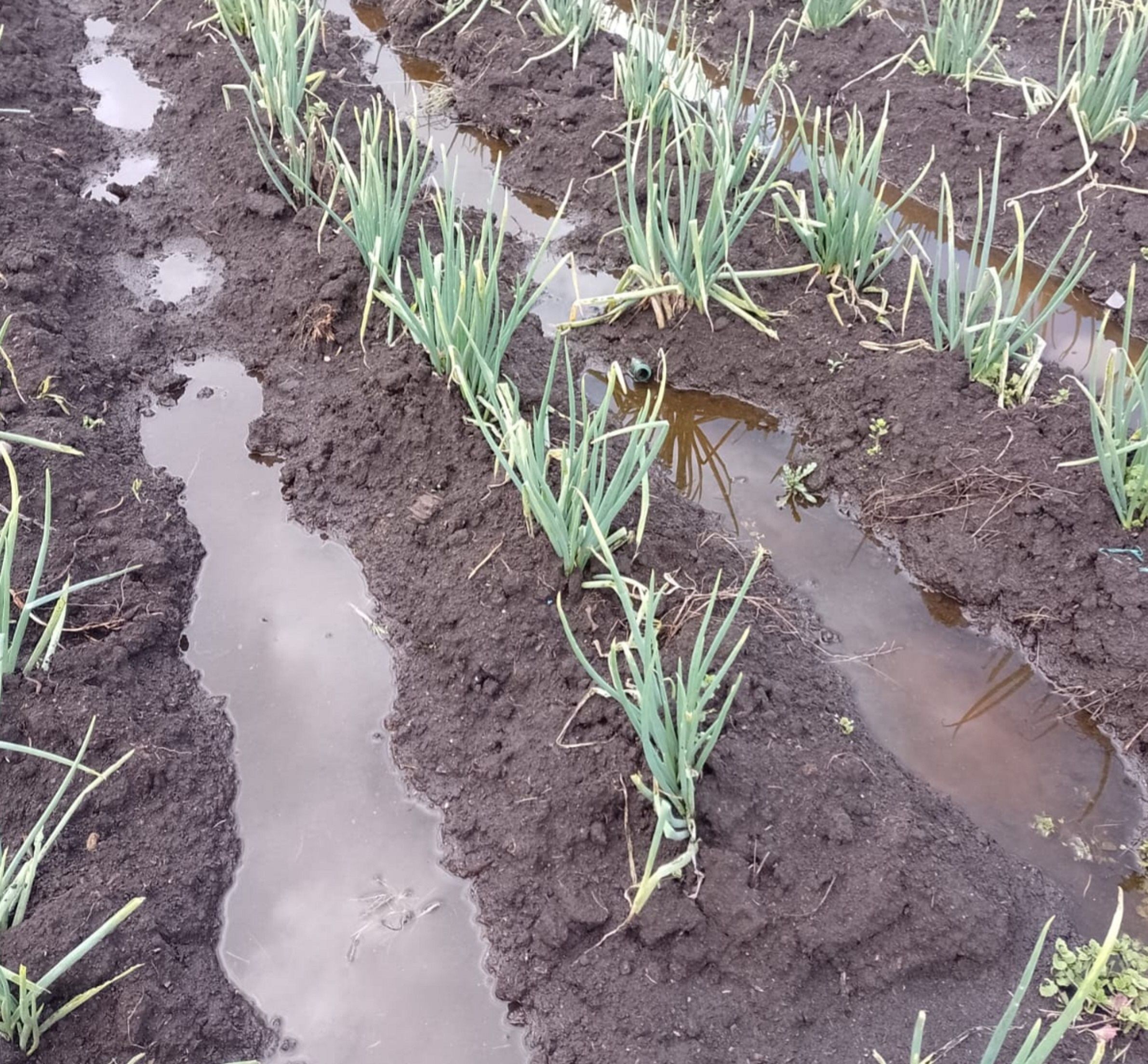 Inundaciones en Boyacá. Foto: W Radio.