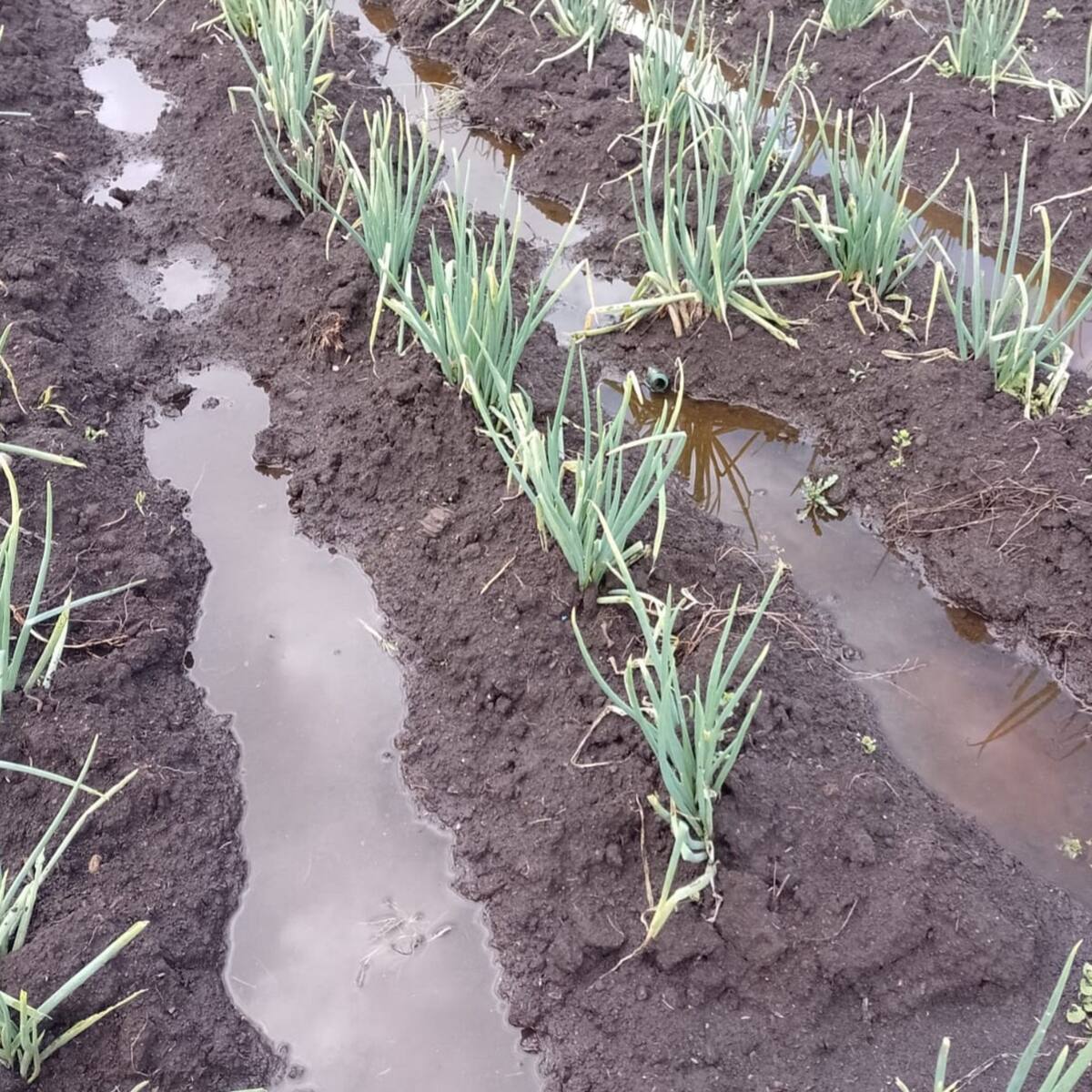 Inundaciones afectan a más de 5.200 familias campesinas en Boyacá