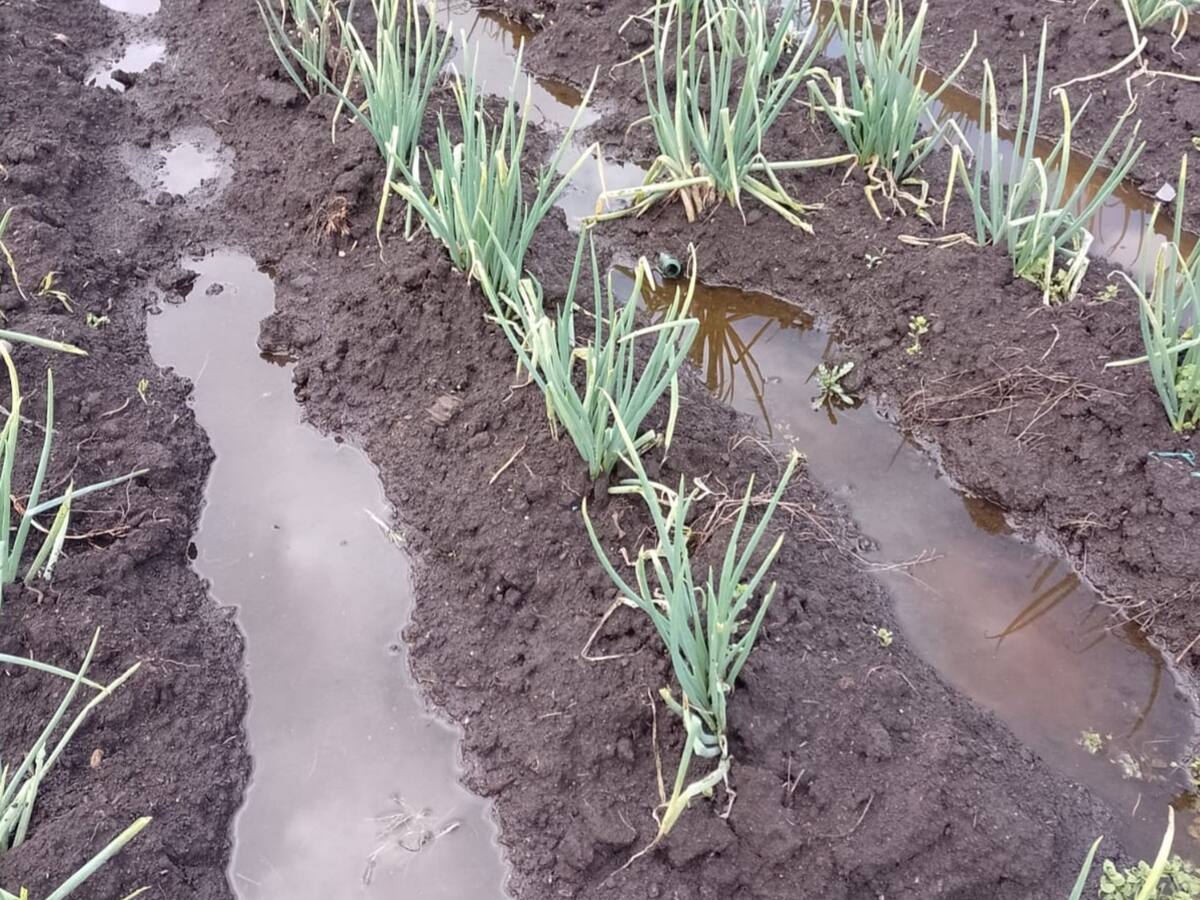 Inundaciones afectan a más de 5.200 familias campesinas en Boyacá