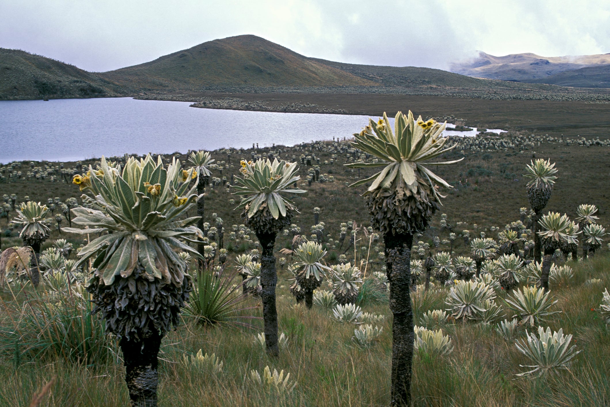 Frailejones, Espletia hartwegiana, Paramo, El Angel Nature Reserve, Andes Mountains, Ecuador