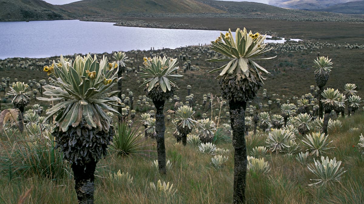 Espeletia ocetana, la nueva especie de frailejones con la que cuenta Colombia