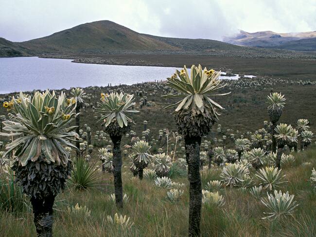 Espeletia ocetana, la nueva especie de frailejones con la que cuenta Colombia