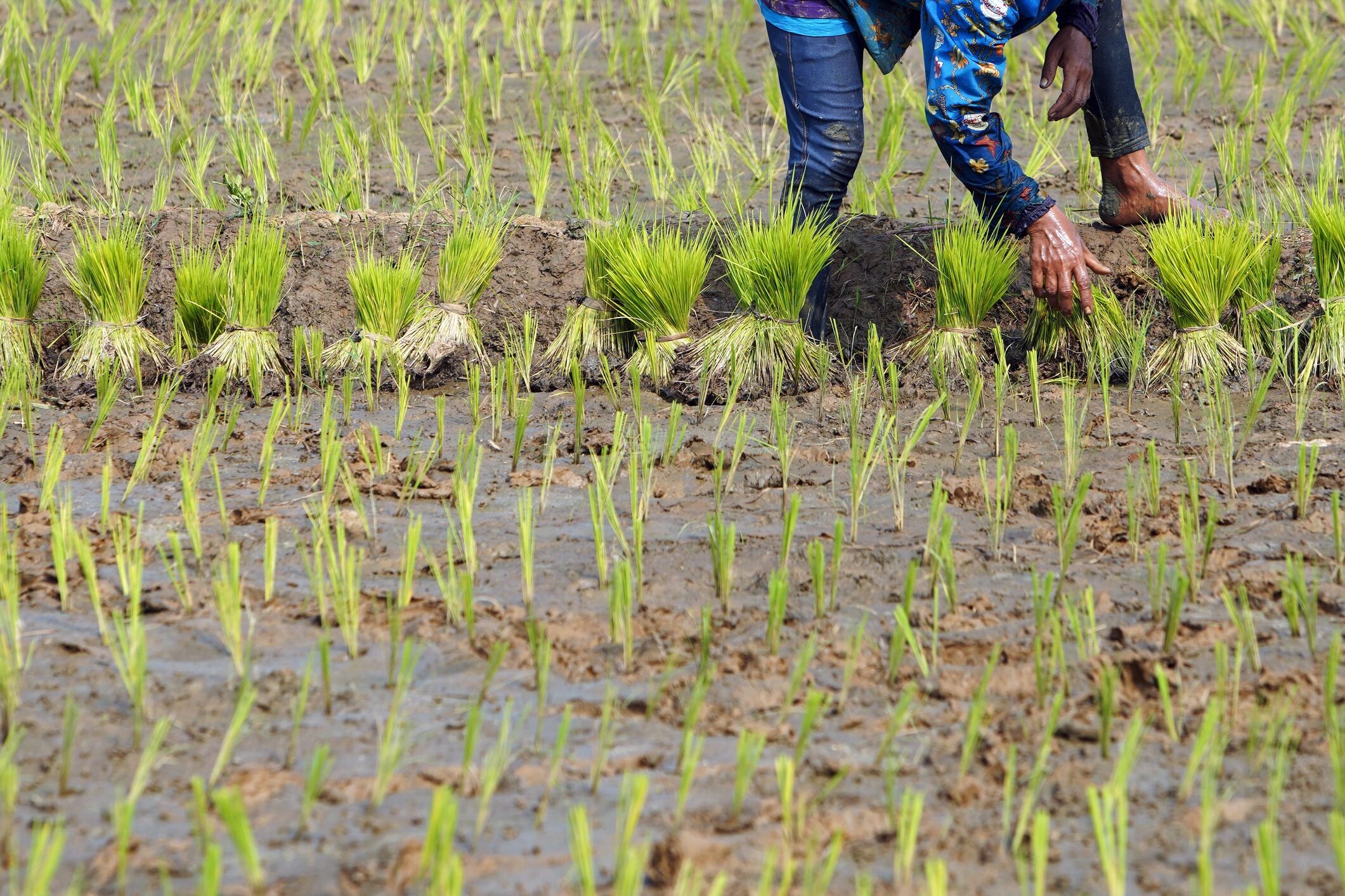 El bloqueo se ha llevado a cabo de manera tranquila y civilizada: productor de arroz sobre paro