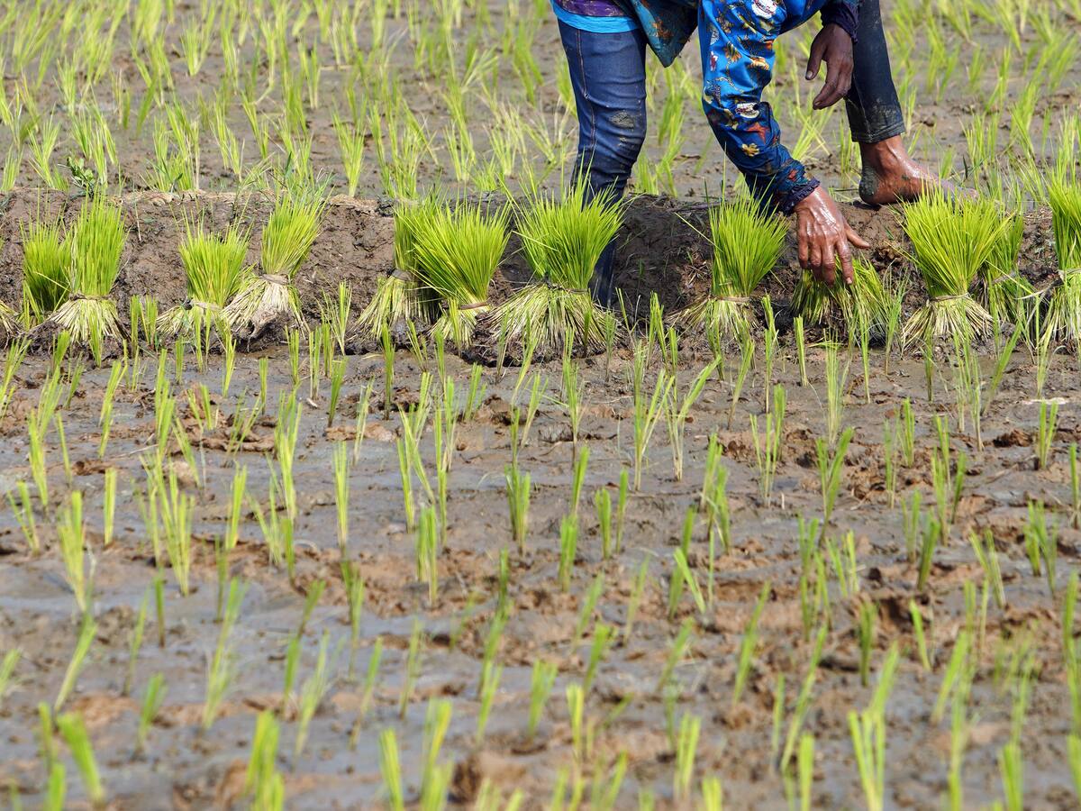 El bloqueo se ha llevado a cabo de manera tranquila y civilizada: productor de arroz sobre paro