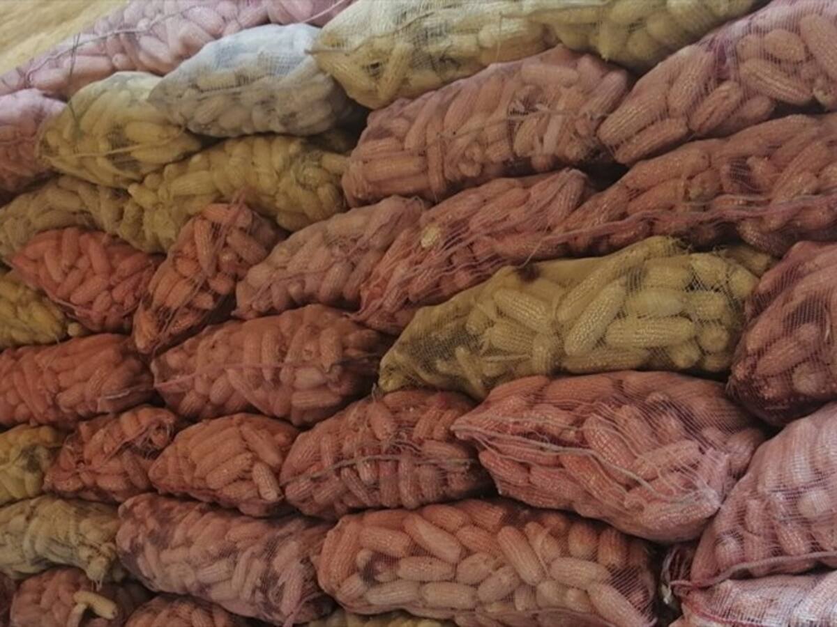 Sigue la crisis para el sector maicero de Córdoba: no hay acuerdo con MinAgricultura