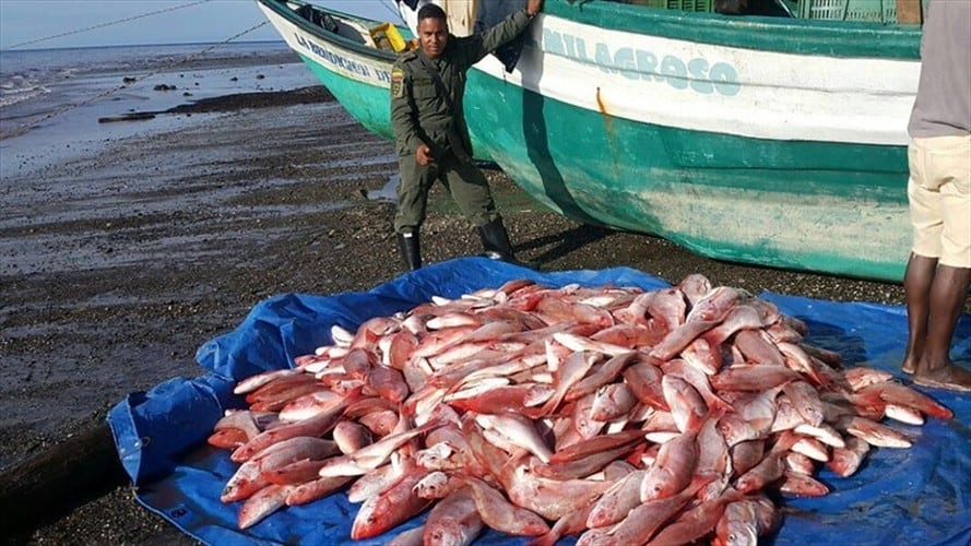 Las autoridades lograran incautar más de 25 toneladas de pescado, las cuales iban a ser comercializadas de manera ilegal en Santa Marta. Foto: Colprensa