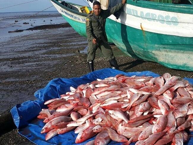Las autoridades lograran incautar más de 25 toneladas de pescado, las cuales iban a ser comercializadas de manera ilegal en Santa Marta. Foto: Colprensa