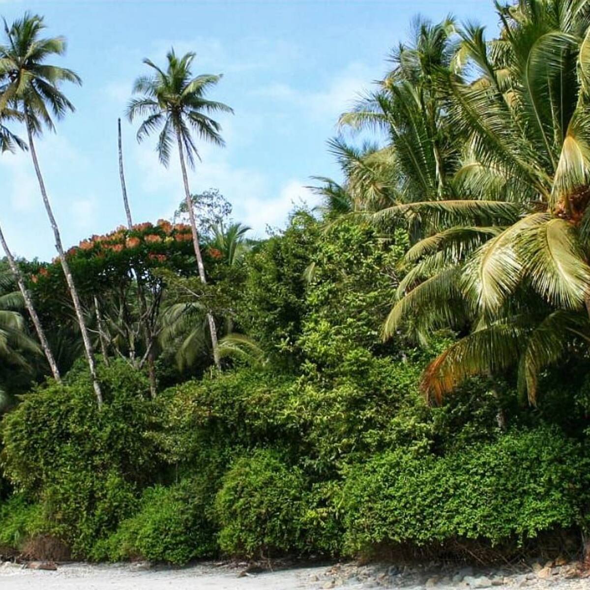 Procuraduría dice que es viable la polémica estación de guardacostas en Gorgona