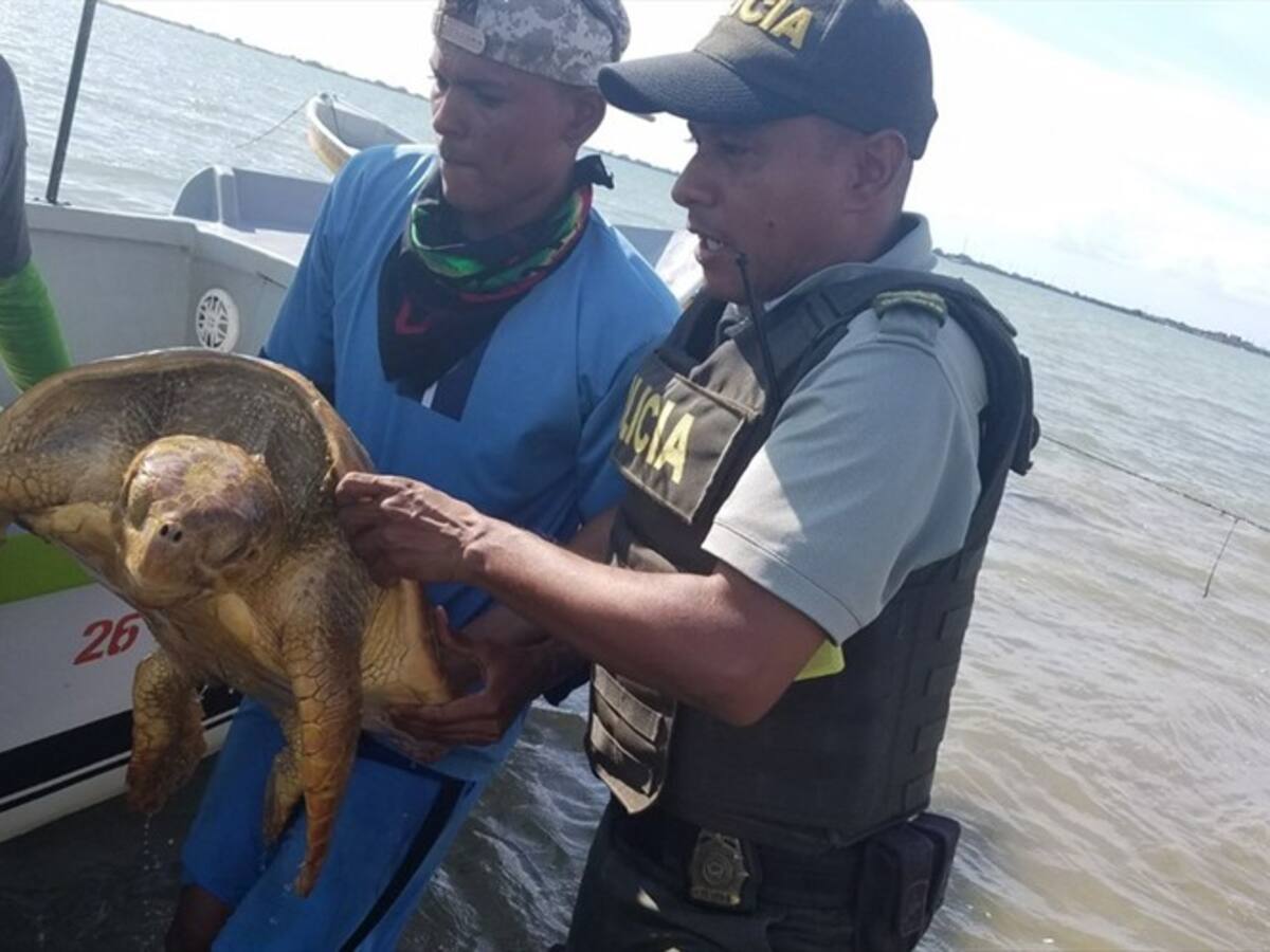Policía del Atlántico rescata a una tortuga carey