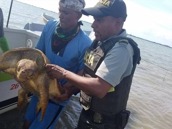Policía del Atlántico rescata a una tortuga carey. Foto: Policía del Atlántico