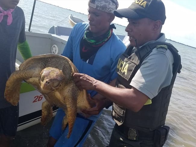 Policía del Atlántico rescata a una tortuga carey. Foto: Policía del Atlántico