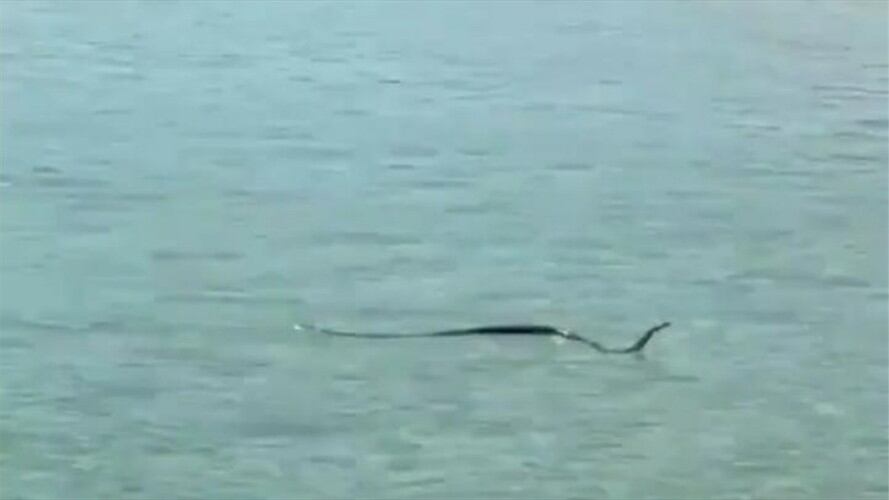 Captura video Instagram. Foto: @ sunshinecoastsnakecatchers