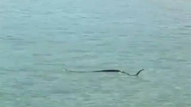 Captura video Instagram. Foto: @ sunshinecoastsnakecatchers