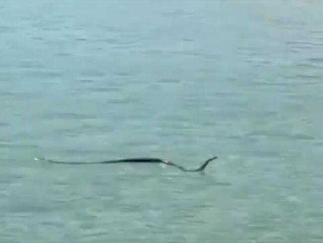 Captura video Instagram. Foto: @ sunshinecoastsnakecatchers