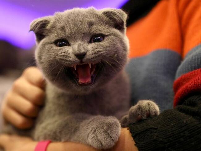 No existen dos gatos que ronroneen de la misma manera. Foto: Getty Images