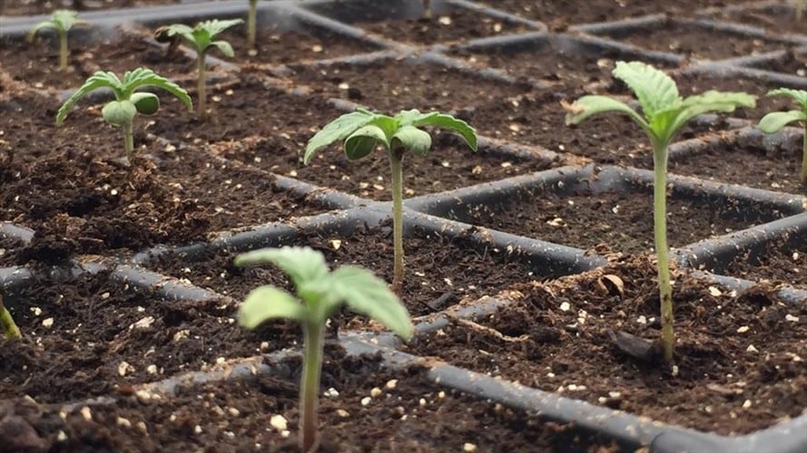 Cultivo de cannabis medicinal. Foto: Colprensa