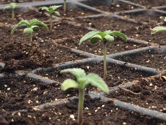 Cultivo de cannabis medicinal. Foto: Colprensa