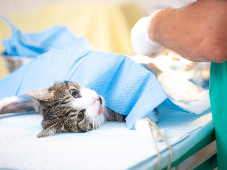 Foto de referencia esterilización de gato - Getty Images