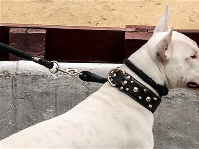 Perros de razas peligrosas podrán transitar, pero no permanecer en zonas comunes: Corte . Foto: Colprensa