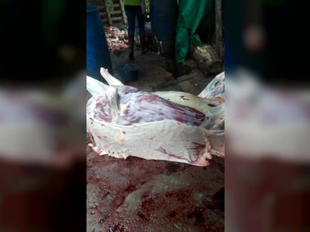 Expendedores de carne denuncian entrega de carne de caballo en PAE Santander