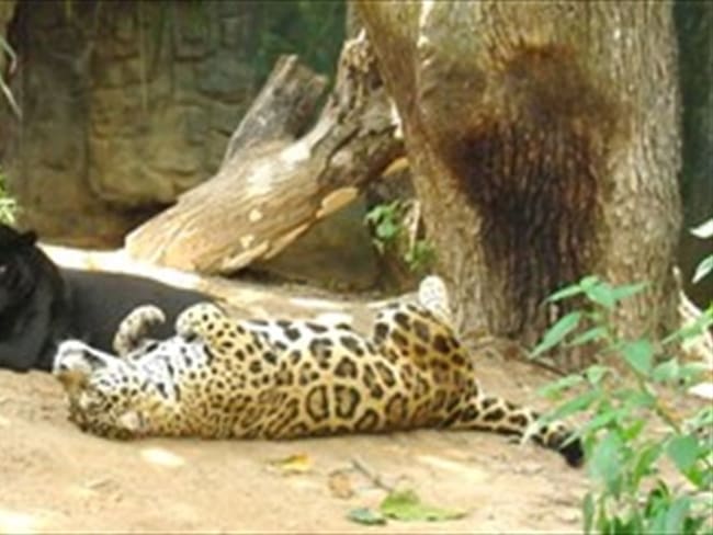 Zoo de Barranquilla pide ayuda para garantizar supervivencia de los animales en cuarentena