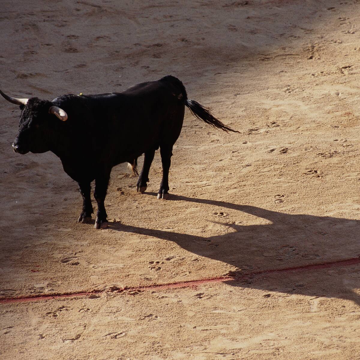 Sigue enredado último debate de proyecto de prohibición de corridas de toros en Cámara