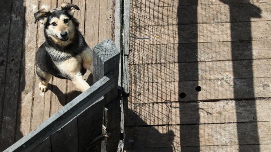 El animal recorría las instalaciones del hospital de Wuhan esperando el regreso de su dueño.. Foto: Getty Images