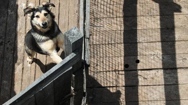 El animal recorría las instalaciones del hospital de Wuhan esperando el regreso de su dueño.. Foto: Getty Images