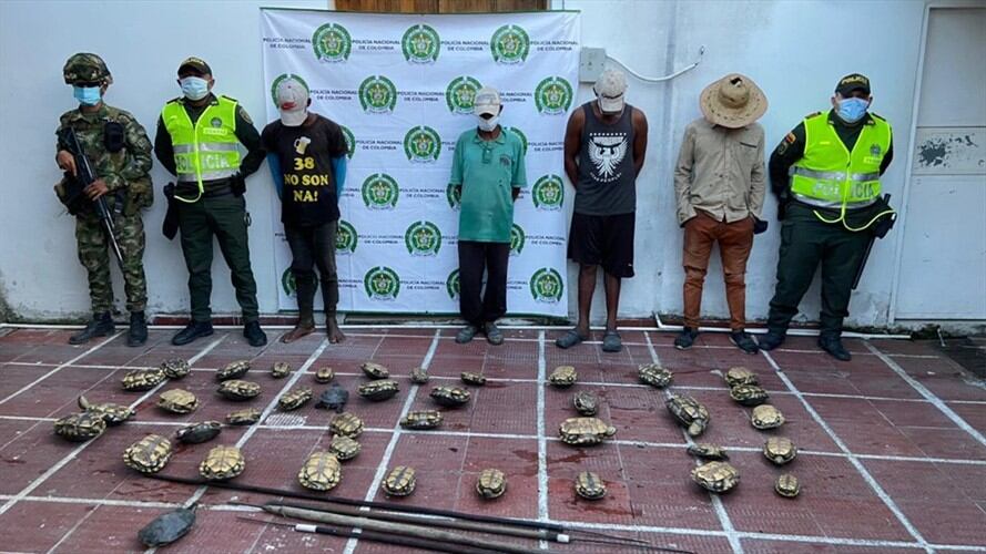 Incrementa el tráfico ilegal de iguanas y tortugas en el Magdalena . Foto: Corpamag