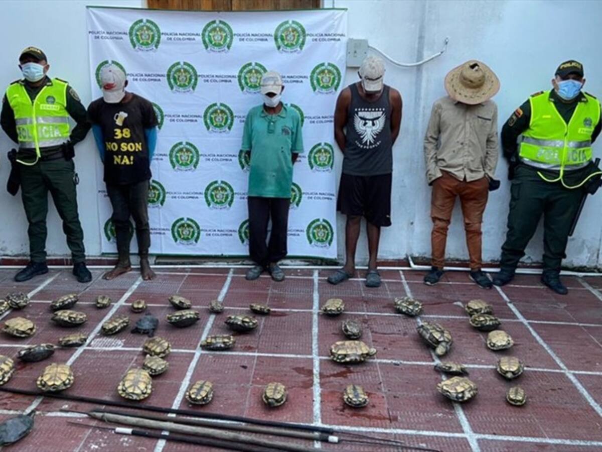 Incrementa el tráfico ilegal de iguanas y tortugas en el Magdalena