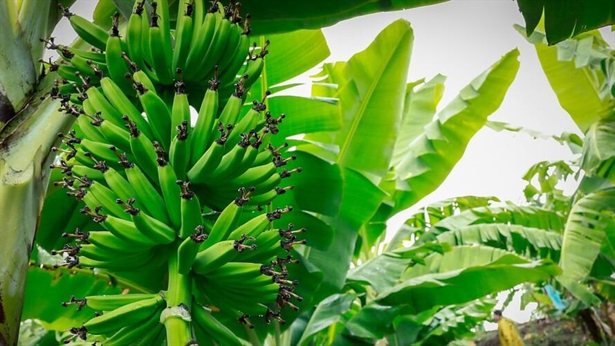 Gobierno instaló primer puesto de mando para enfrentar plaga en hectáreas de banano. Foto: Colprensa