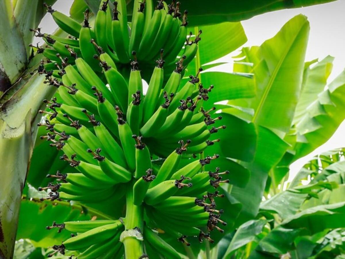 Gobierno instaló primer puesto de mando para enfrentar plaga en hectáreas de banano