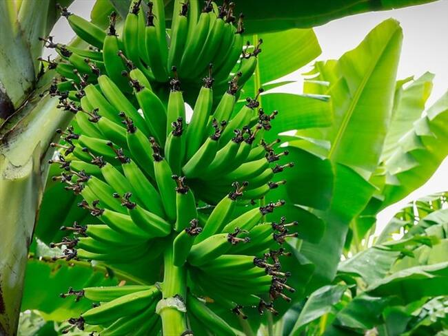 Gobierno instaló primer puesto de mando para enfrentar plaga en hectáreas de banano. Foto: Colprensa