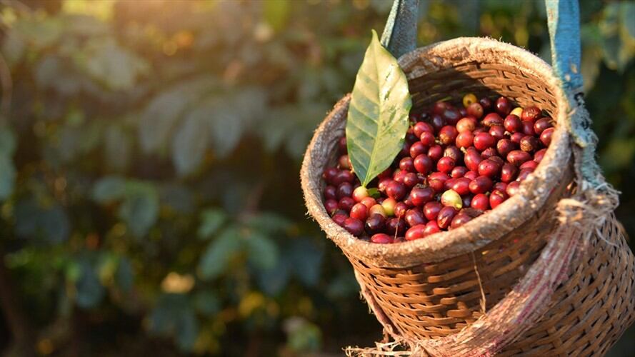 Sigue la recuperación del café en Colombia, su producción durante abril creció 9%. Foto: Getty Images