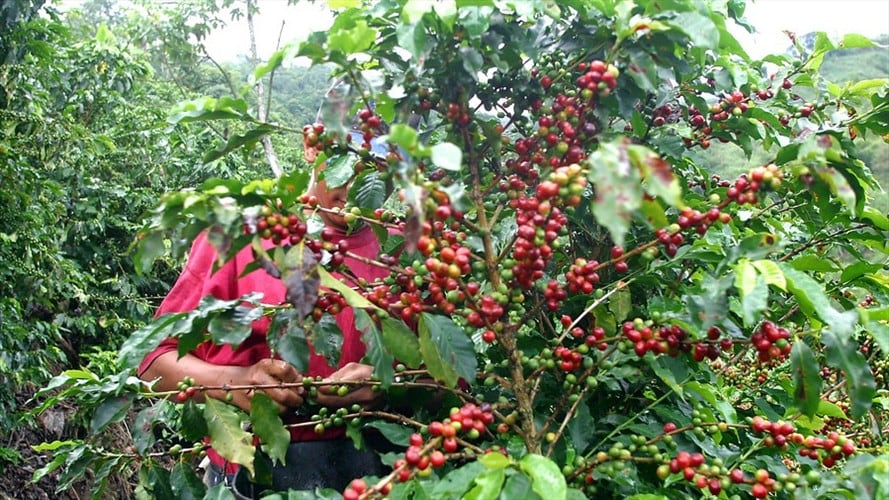 La Federación Nacional de Cafeteros espera que se aumente la producción de café y se mantengan los precios por carga en 2022. Foto: Colprensa