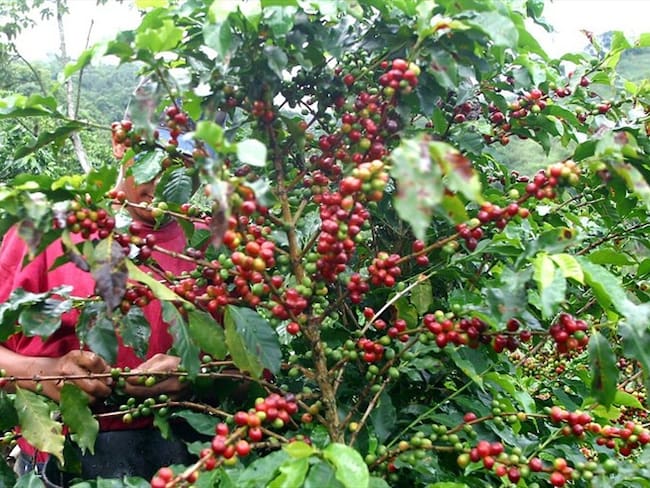 La Federación Nacional de Cafeteros espera que se aumente la producción de café y se mantengan los precios por carga en 2022. Foto: Colprensa