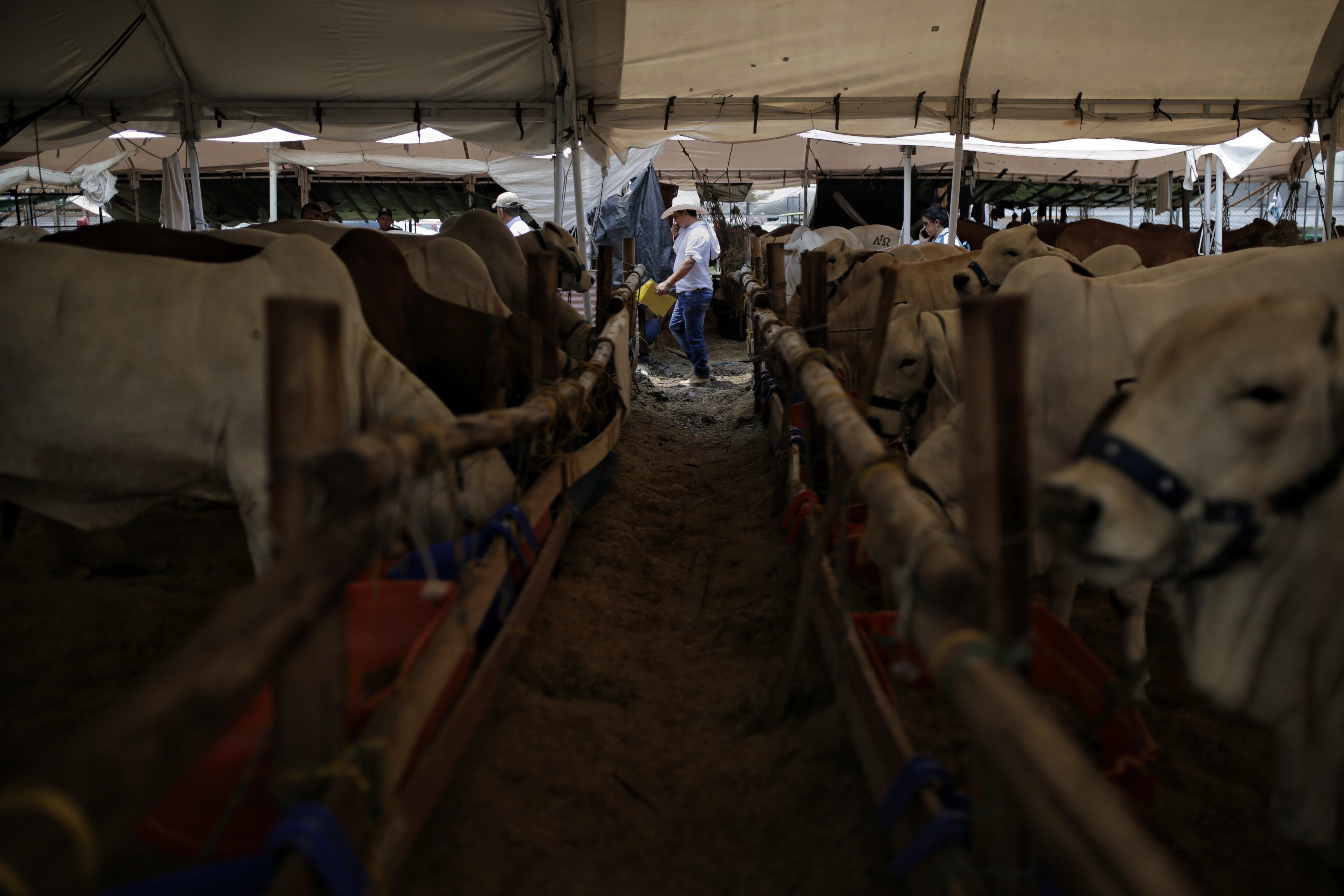 Imagen de referencia de ganadería. Foto: (Colprensa- Sergio Acero)