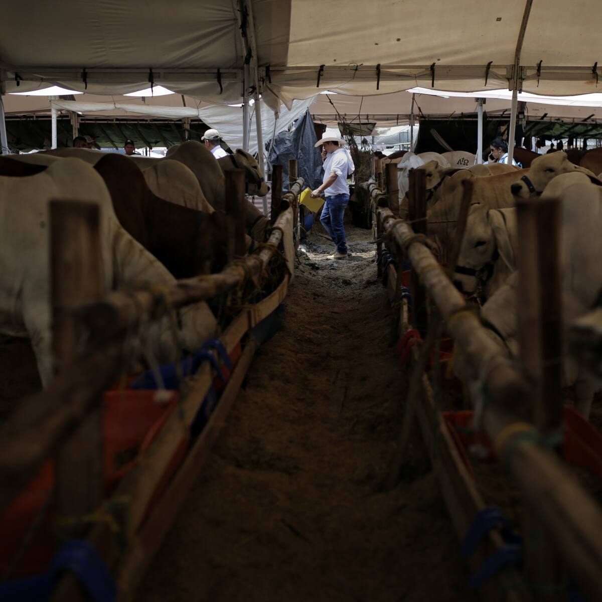 MinAgricultura revisará que ganaderos cumplan con normas para exportar ganado en pie